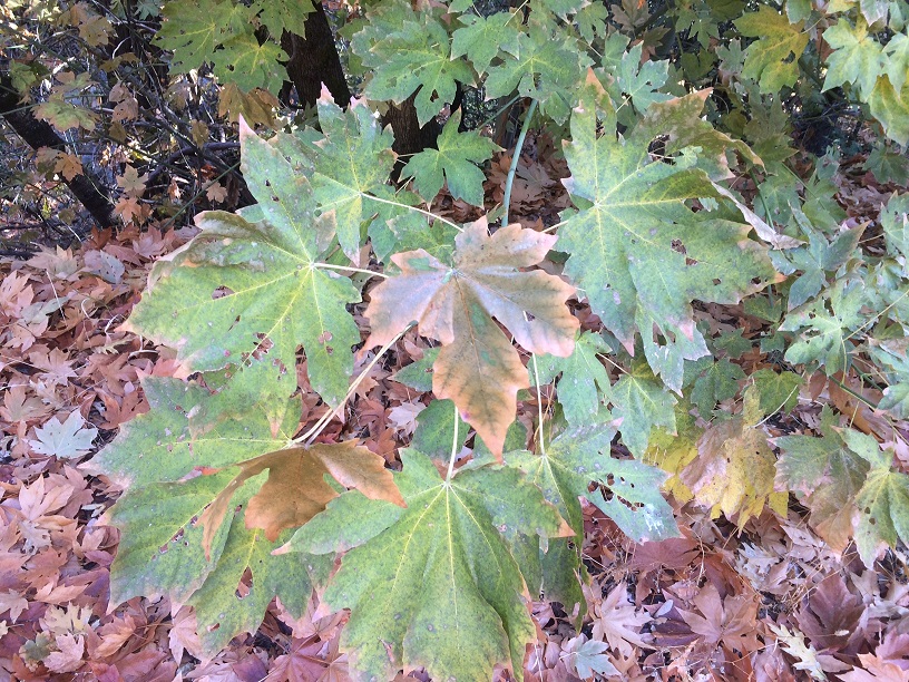 Close-up of Bigleaf Maple leaves, mid-autumn