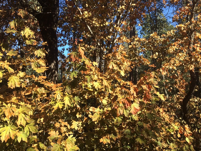 Fall foliage of Bigleaf Maples