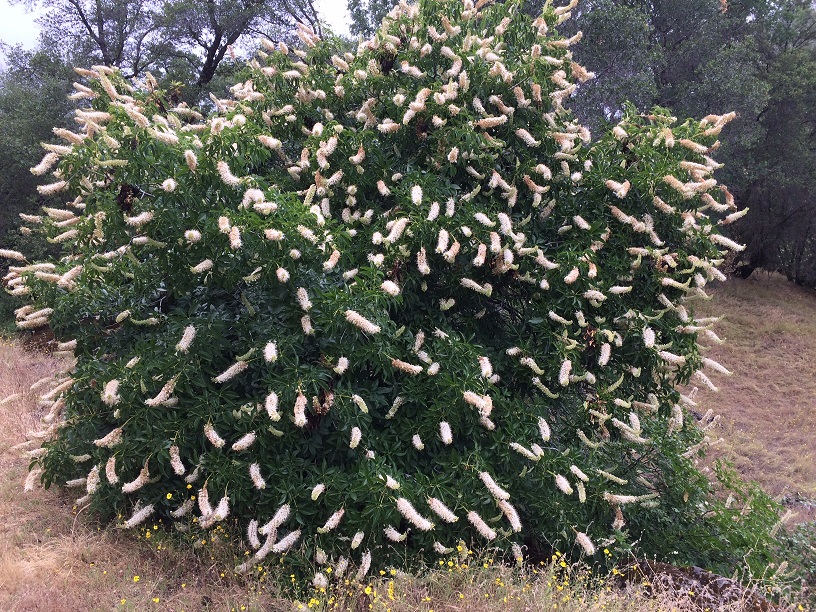 California Buckeye