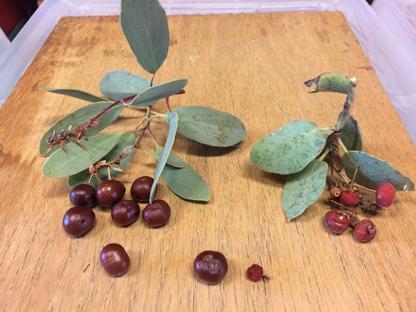 Common and Whiteleaf Manzanita