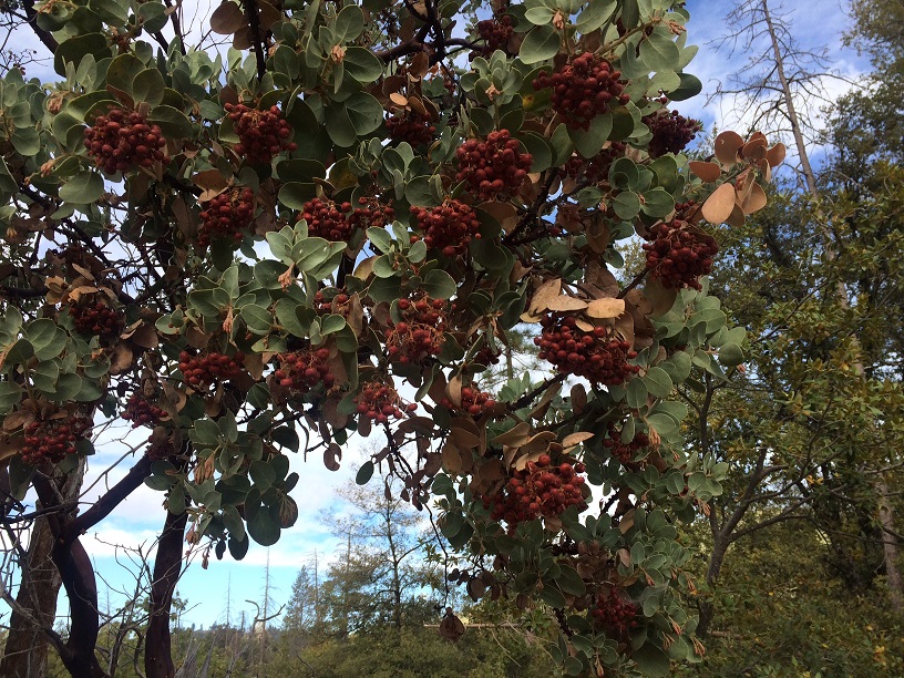 Whiteleaf Manzanita