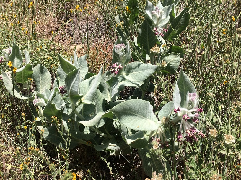 California milkweed