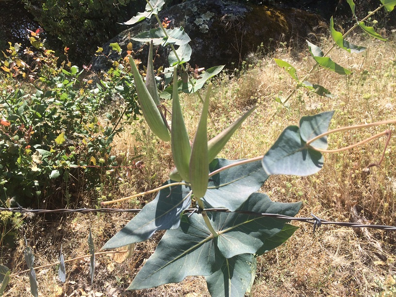 Heartleaf Milkweed behind barbed wire fence