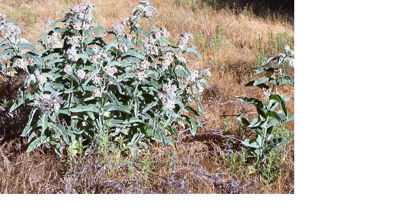 Woollypod Milkweed