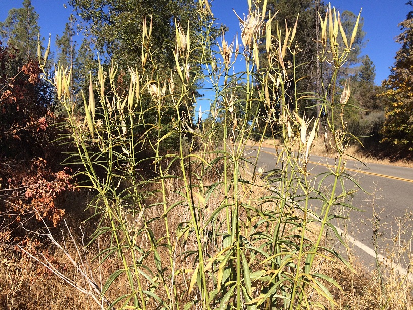Narrowleaf milkweed in late summer, seed pods breaking open