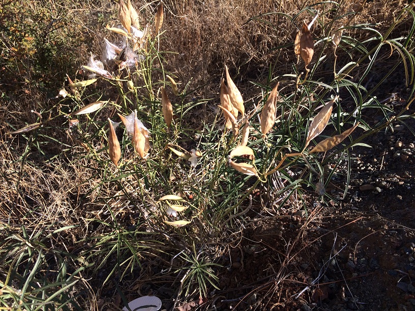 Close-up of narrowleaf milkweed seed pods breaking open