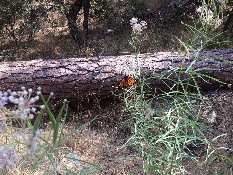 Monarch butterfly on narrowleaf milkweed