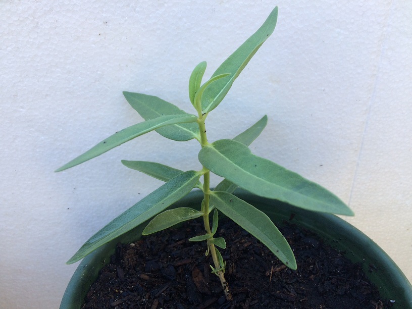 First season Showy Milkweed in cultivation