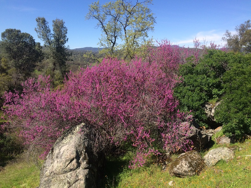 Western Redbud