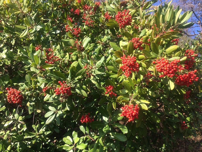 Toyon