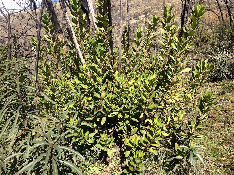 Toyon after a fire
