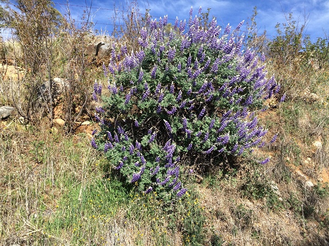 Close up of Silver Bush Lupine