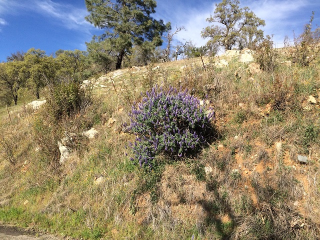 Early spring, Silver Bush Lupine