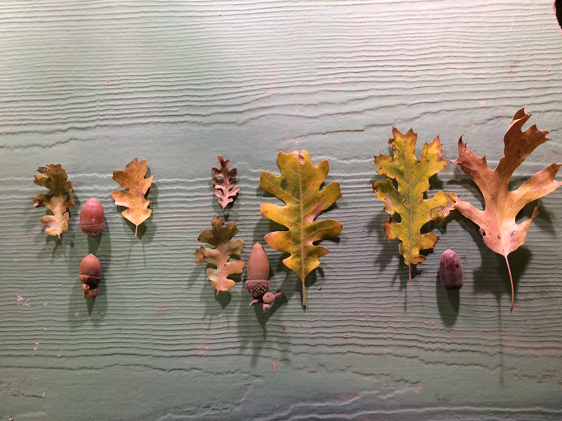 Oak leaves and acorns