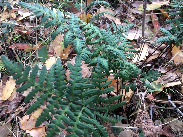 Nested Polypody