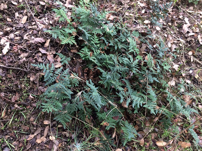 Small patch of Nested Polypody, winter