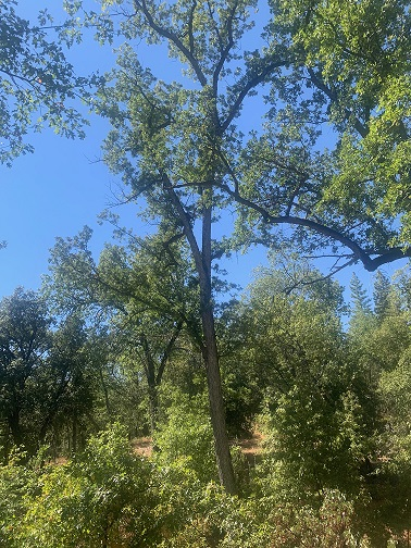 Valley Oak