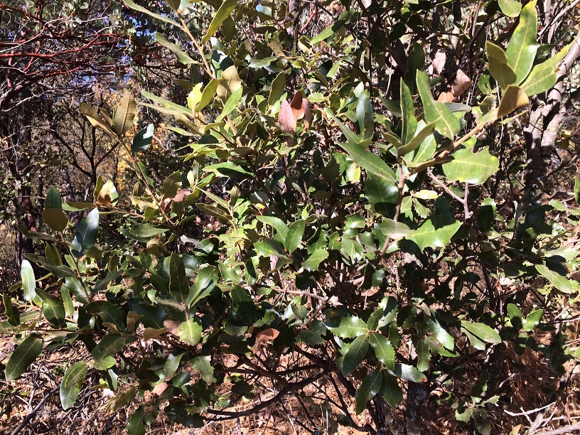 Interior Live Oak